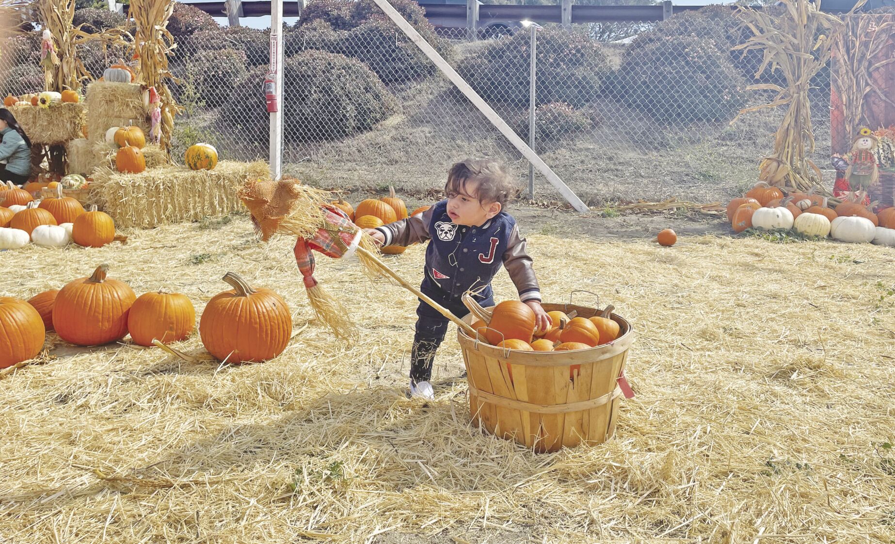 Pick of the Patch Pumpkins